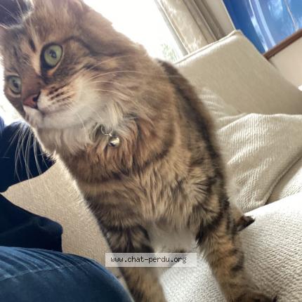 Foto 1/1 Wiedergefundene Katze Verloren in Aire