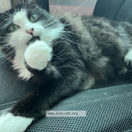 Picture of cat lost at Asheville