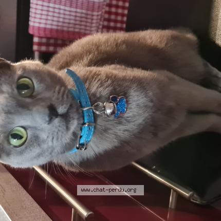 Photo 1/1 HÉLIONE Chat lost in Brunoy