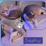 Picture of cat lost at Ploermel