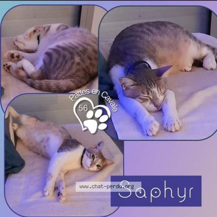 Photo 1/1 Saphyr Chat lost in Ploermel