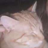 Picture of cat lost at Nantes