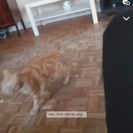 Photo 2/2 simba Chat lost in Nantes