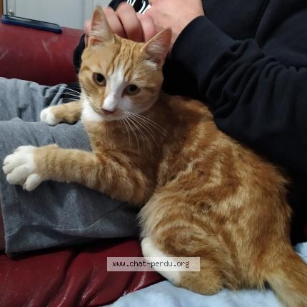 Photo 1/1 Cat reunited Lost in Rives du loir en anjou