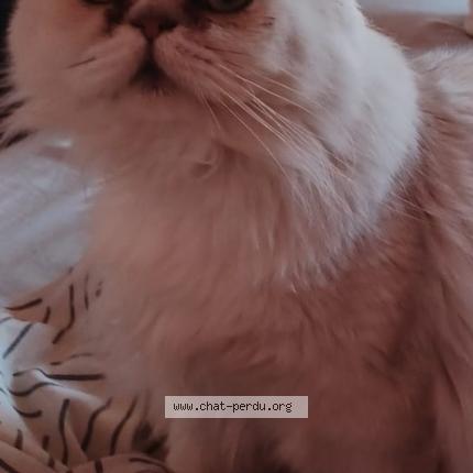 Foto 1/1 Kat teruggevonden Vermist in Leval Trahegnies