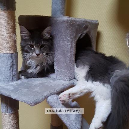 Foto van vermiste kat in Athus