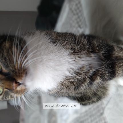 Foto 1/1 Kat teruggevonden Vermist in Andennelle