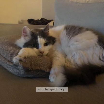 Foto 1/1 Kat teruggevonden Vermist in Antoing