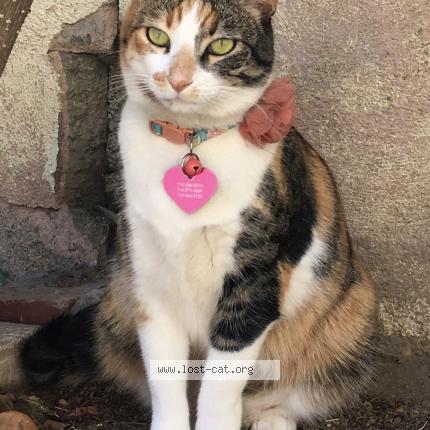 Photo 1/1 Reunited cat Lost in Stanton