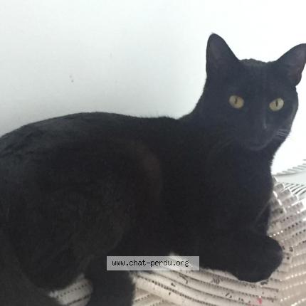 Foto 1/1 Kat teruggevonden Vermist in Schaerbeek