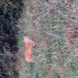 Picture of cat found at Saint Priest