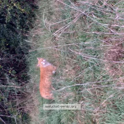 Photo 1/1 Cat reunited Found in Saint priest