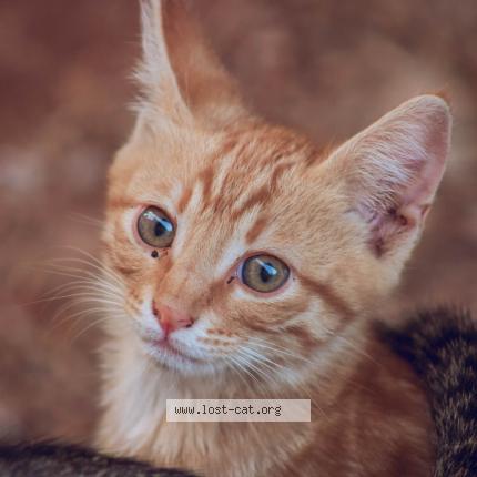 Photo 1/1 Reunited cat Lost in Milwaukie