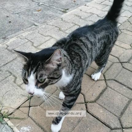 Photo 1/1 Cat reunited Found in Beziers