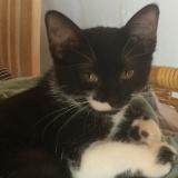 Picture of cat lost at Muret