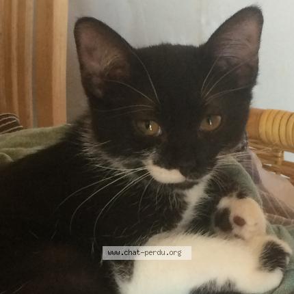 Photo 1/1 Cat reunited Lost in Muret