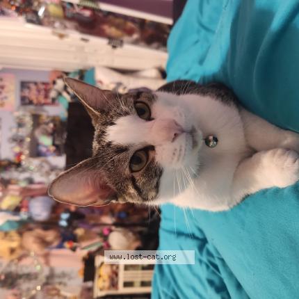 Picture of cat lost at Ormond Beach