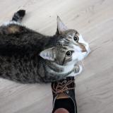 Picture of cat lost at Merignac