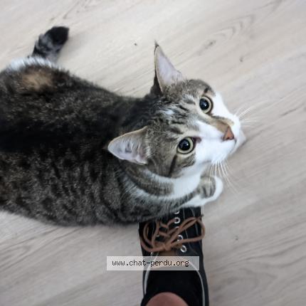 Photo 1/1 Lupin Chat lost in Merignac