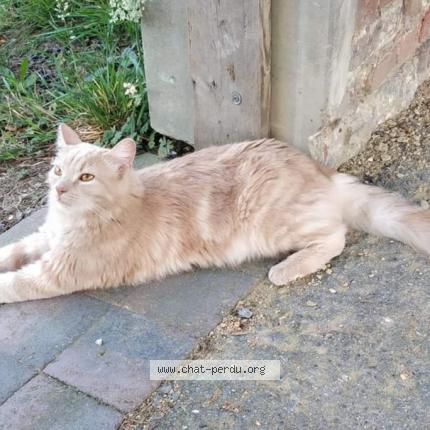 Foto van vermiste kat in Macquenoise