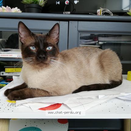 Photo 1/1 Cat reunited Lost in Toulouse