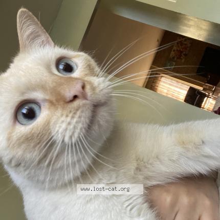 Picture of cat lost at Springfield