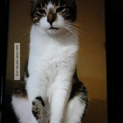 Photo 1/1 Cat reunited Lost in Langrune sur mer