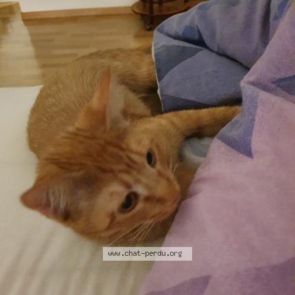 Foto einer verlorenen Katze in Monthey