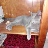 Picture of cat lost at Beziers