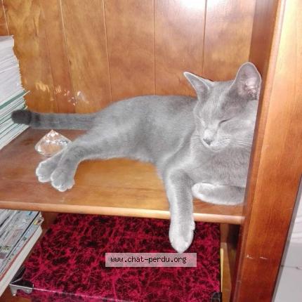 Photo 1/1 Pitou Chat lost in Beziers