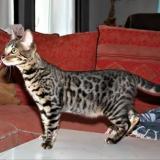 Picture of cat lost at Clamart