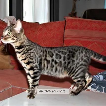 Photo 1/1 Madonna Chat lost in Clamart