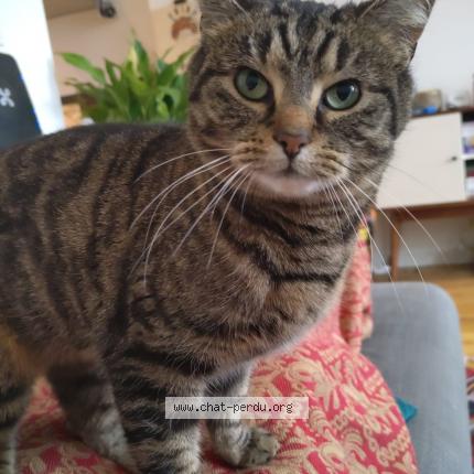 Foto 1/1 Kat teruggevonden Vermist in Rixensart