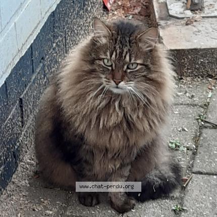 Foto 1/1 Kat teruggevonden Vermist in Rixensart
