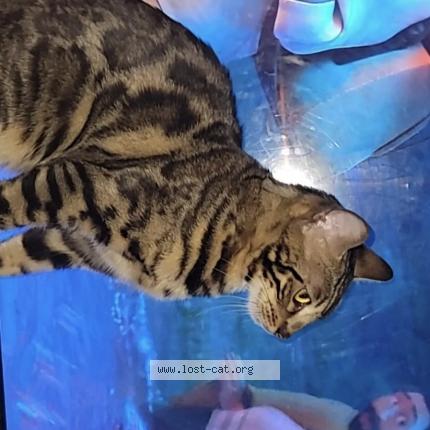 Picture of cat lost at Ellenwood