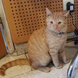 Picture of cat lost at Agen