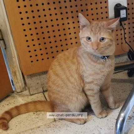 Photo 1/1 Cat reunited Lost in Agen