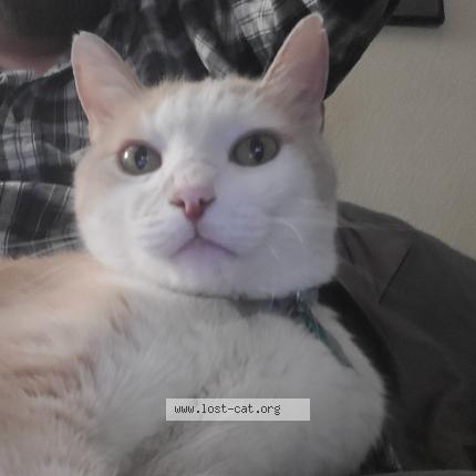 Picture of cat lost at Rapid City
