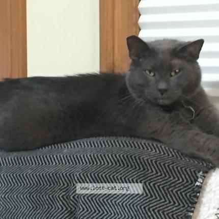 Photo 1/1 Cat reunited Lost in Dulwich