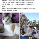 Picture of cat lost at Pau