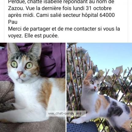 Photo 1/1 Zazou Chat lost in Pau