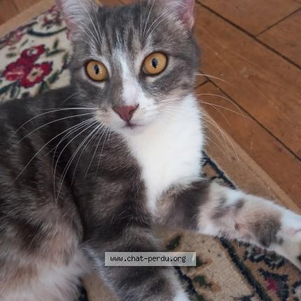 Photo 1/1 Mortimer Chat lost in Palaiseau