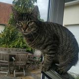 Picture of cat lost at Matzenheim