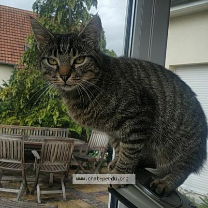 Photo 1/1 Choupette Chat lost in Matzenheim