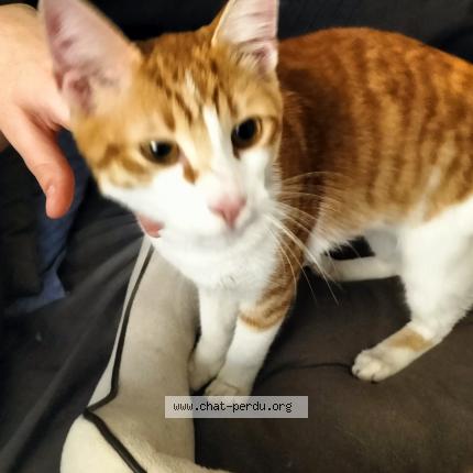 Photo 1/1 Cat reunited Found in Trappes
