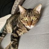 Picture of cat lost at St Jean De Vedas