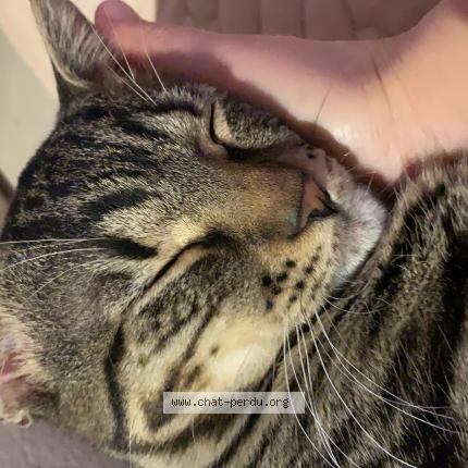 Foto 1/1 Kat teruggevonden Vermist in Bruxelles