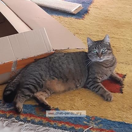 Foto 1/1 Kat teruggevonden Vermist in Wezembeek Oppem