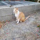 Picture of cat lost at Orange