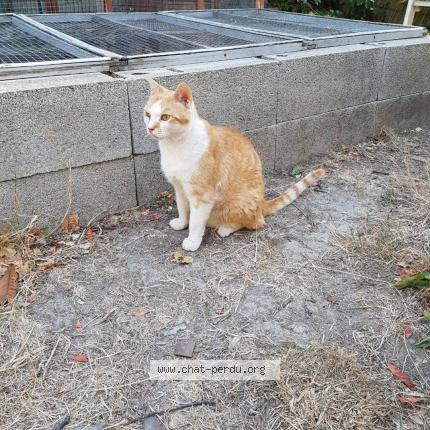 Photo 1/1 Bobby Chat lost in Orange